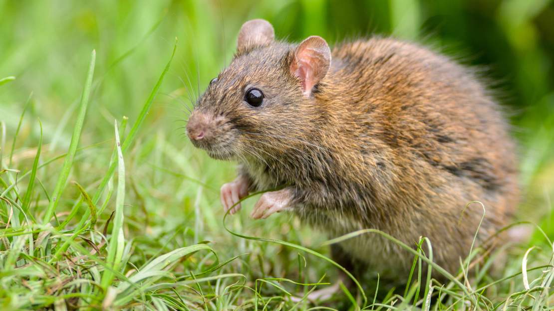 250+ Top Rat Names: Cute, Famous, and Nature-Inspired 3 cute rat names