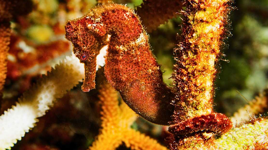 294+ Seahorse Names with Mythical, Scientific, Funny, and Multilingual Choices 9 cute seahorse names