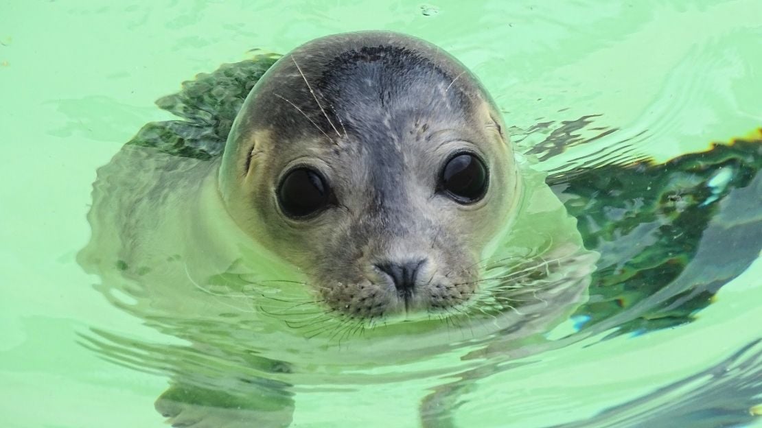 100+ Unique Seal Names: Pet Names For Your Ocean Friend 5 cute seal names