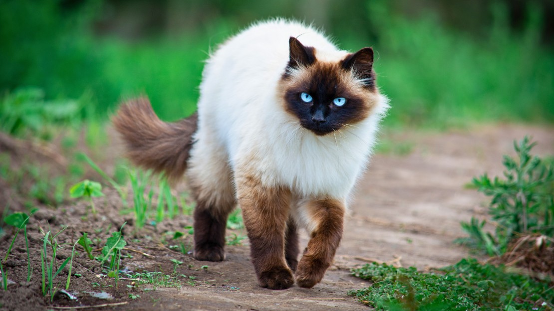 150+ Siamese Cat Name Ideas (Elegant, Aesthetic, Unique & Full of Personality) 3 cute siamese cat names