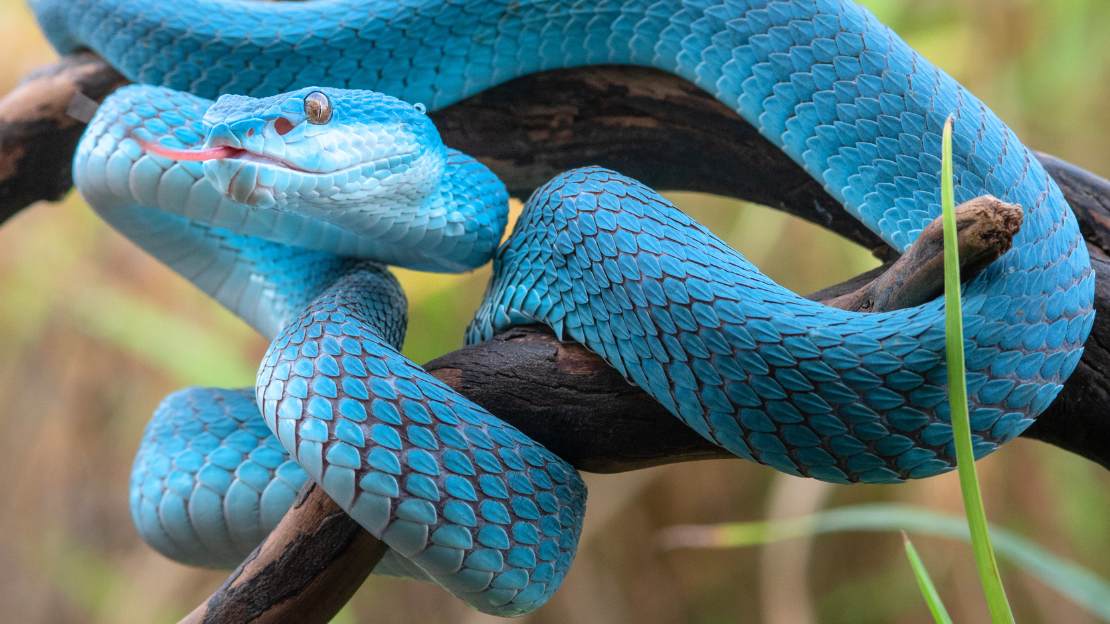 250+ Snake Name Ideas: Good, Funny & Unique Options 4 cute snake names