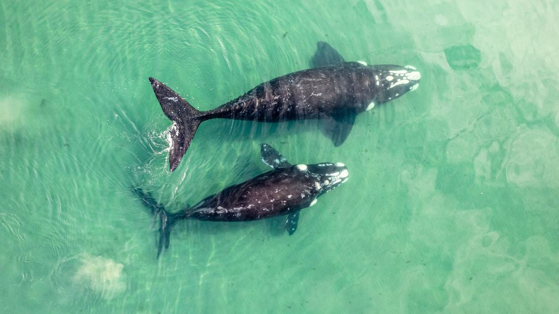 cute whale names