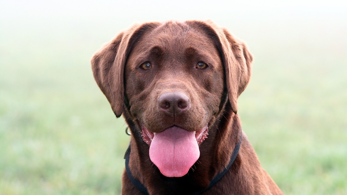 dark brown dog names