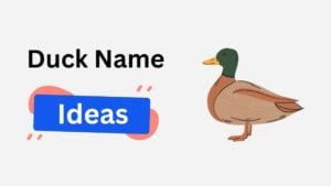 400+ Superb Duck Names: Funny, Adorable, and Famous Ones duck name ideas