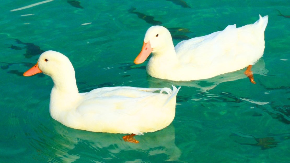 duck names for pairs