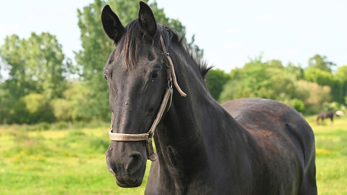 famous horse names