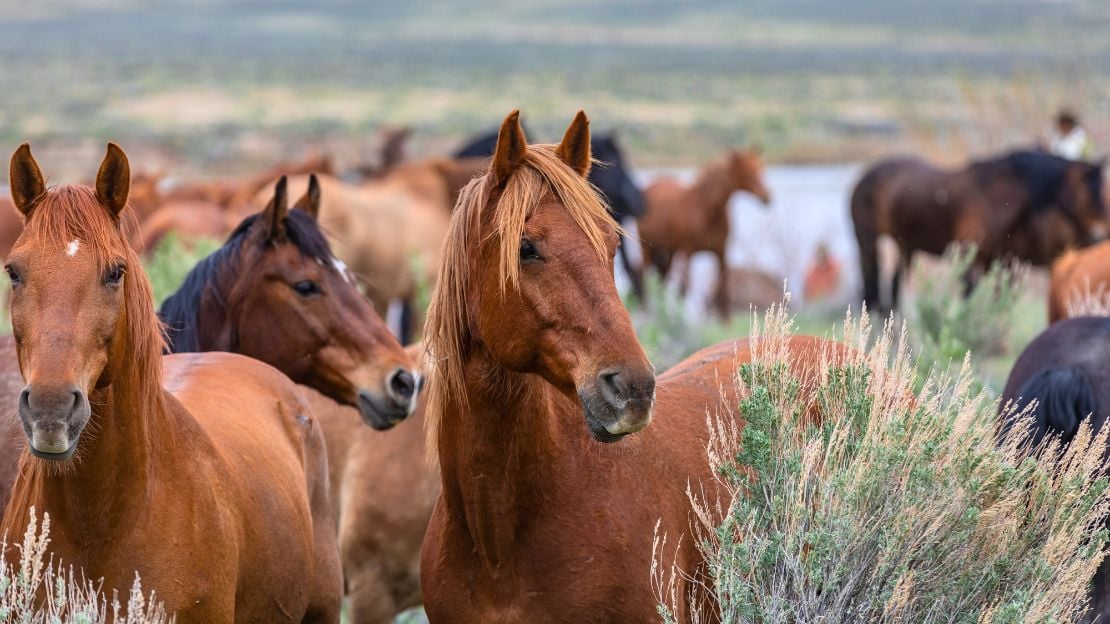 famous outlaw horse names
