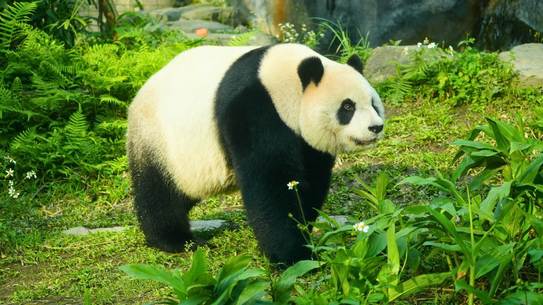Panda Names Ideas (Cute, Aesthetic, Funny, Cultural & Personality-Based) 2 famous panda names