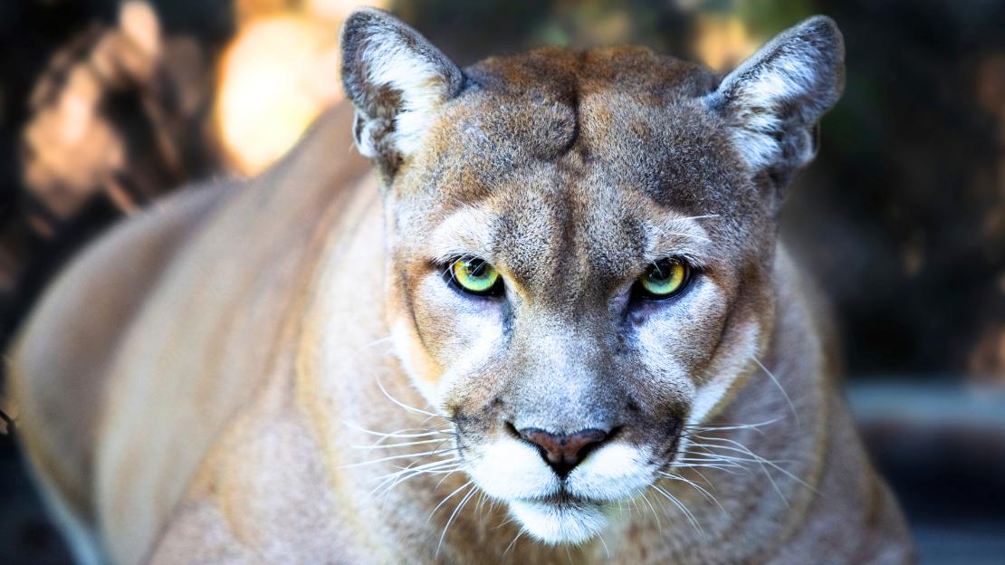 famous panther names