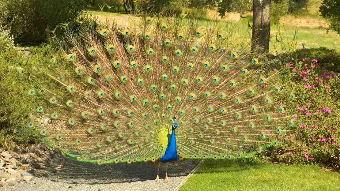 famous peacock name