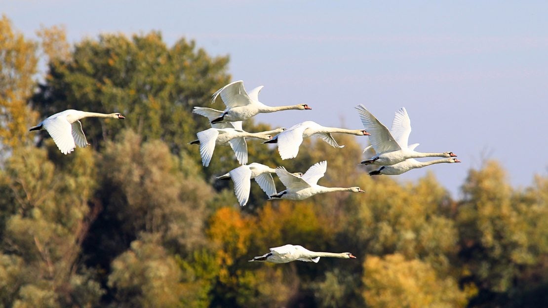 famous swan names
