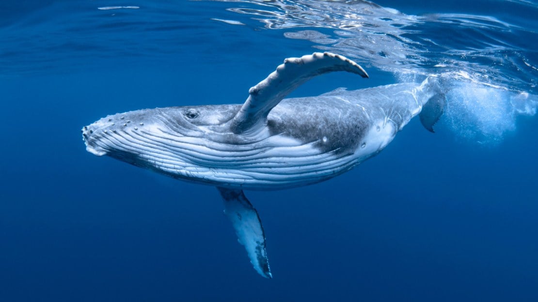 famous whale names