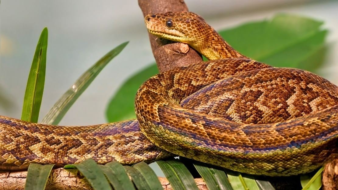 female boa constrictor names