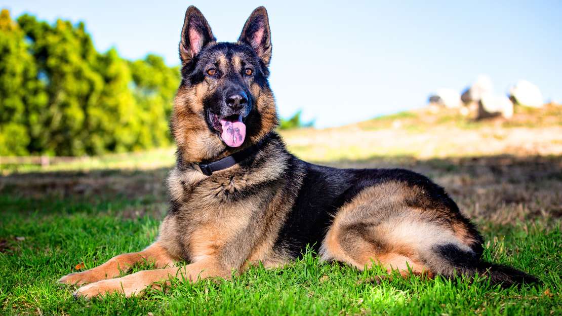 female german shepherd names