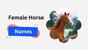 female horse names