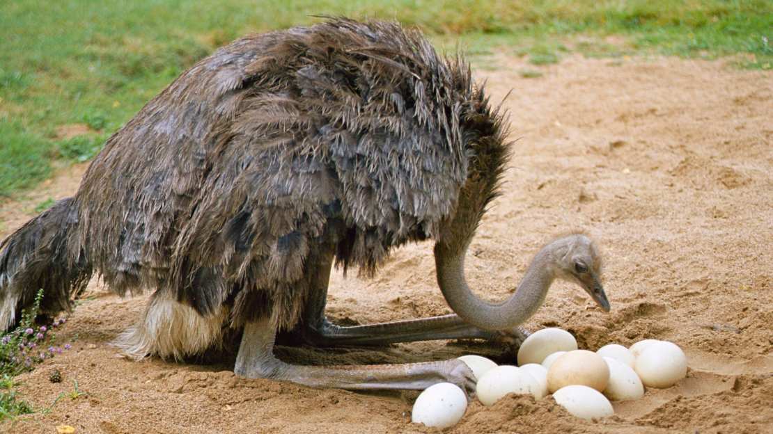 female ostrich Names