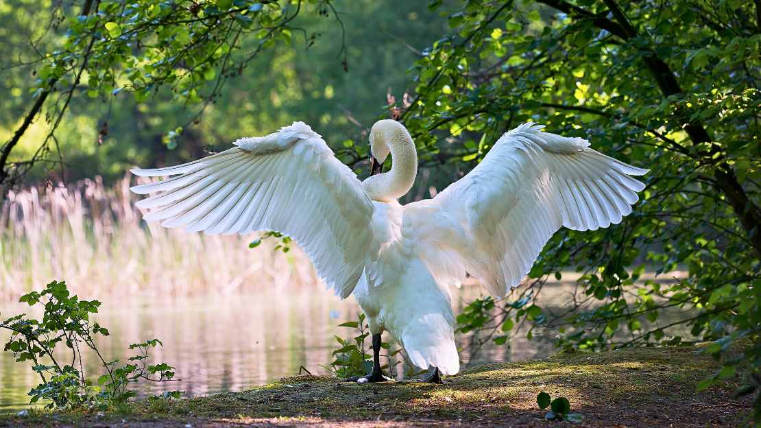 female swan name