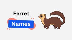 300+ Fantastic Ferret Names: Cute, Funny & Awesome Choices ferret name ideas