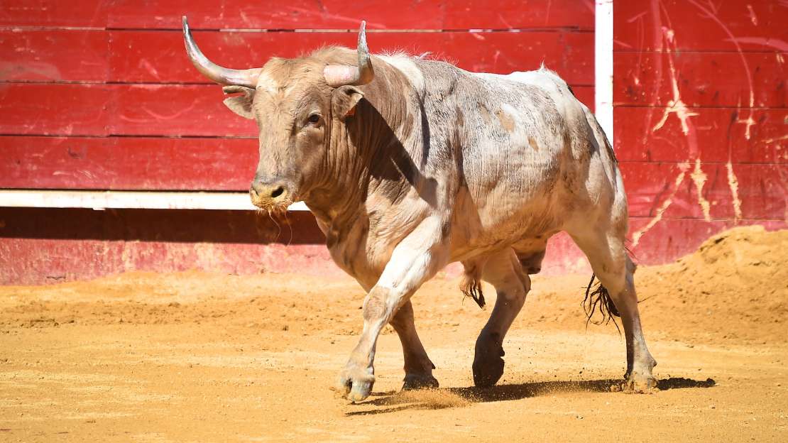 120+ Strong Bull Names Inspired by Legendary Feats 4 fighting bull names