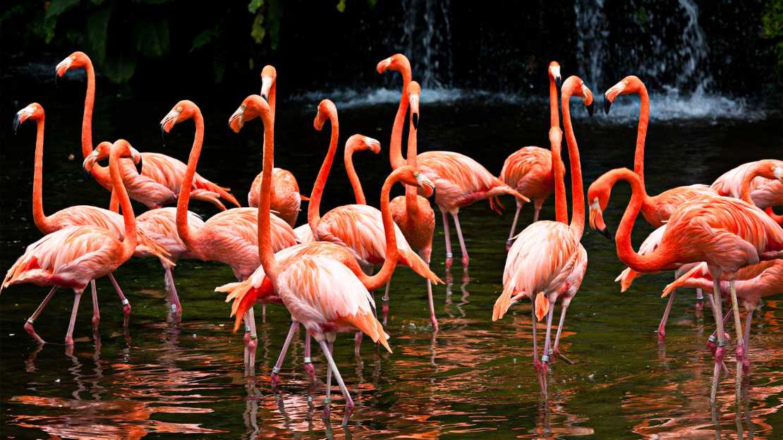 flamingo group name