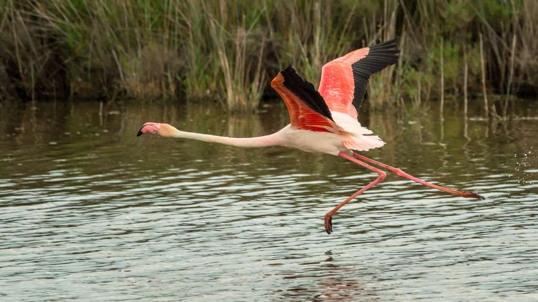 flamingo nicknames