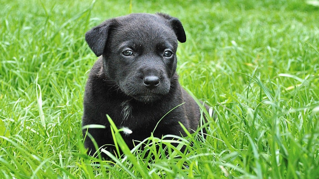 funny black dog names