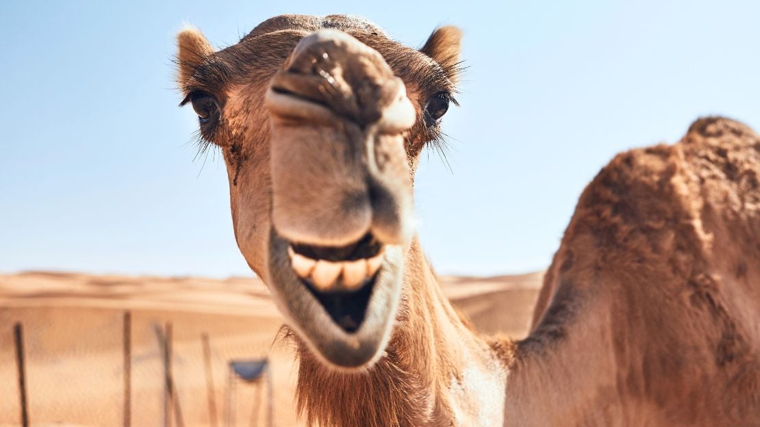 funny camel names