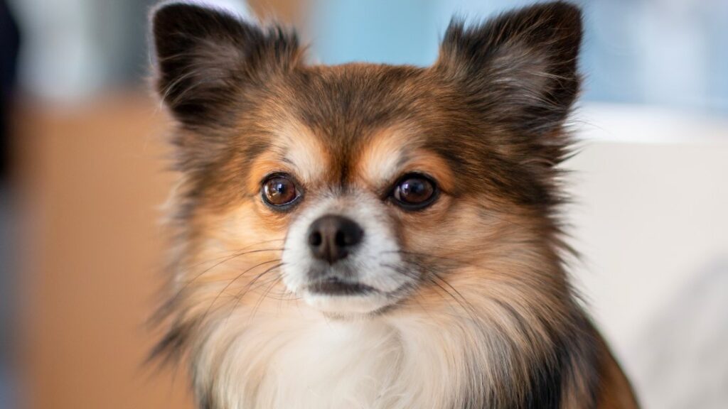 funny chihuahua names
