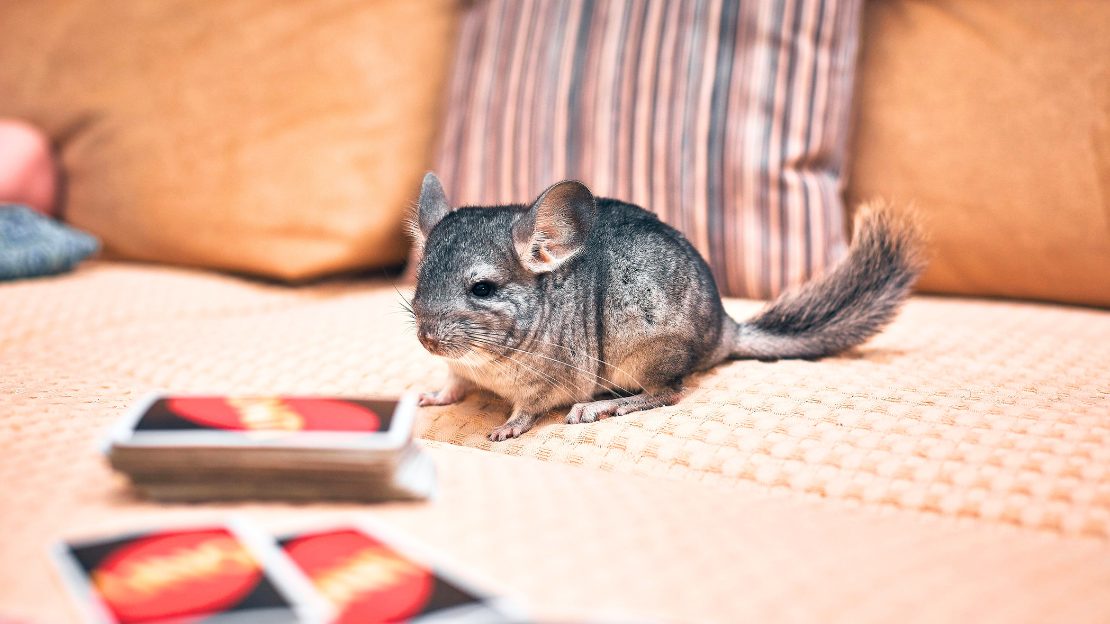 250+ Chinchilla Names with Cute, Funny, and Unique Choices 8 funny chinchilla names