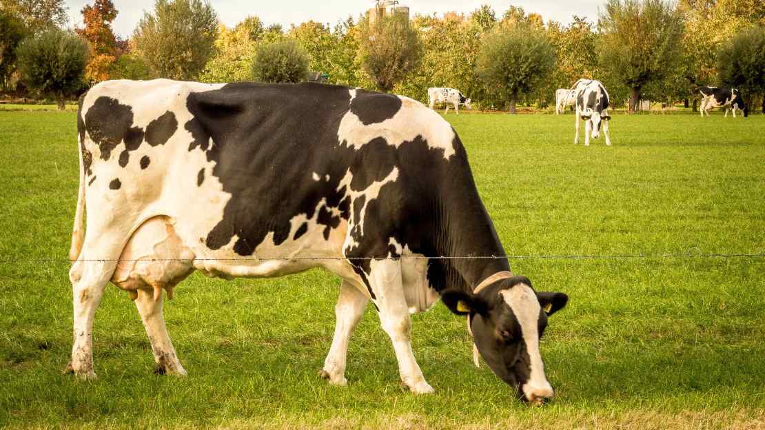 250+ Beautiful Cow Names Based On Colors, Origins & More 2 funny cow names