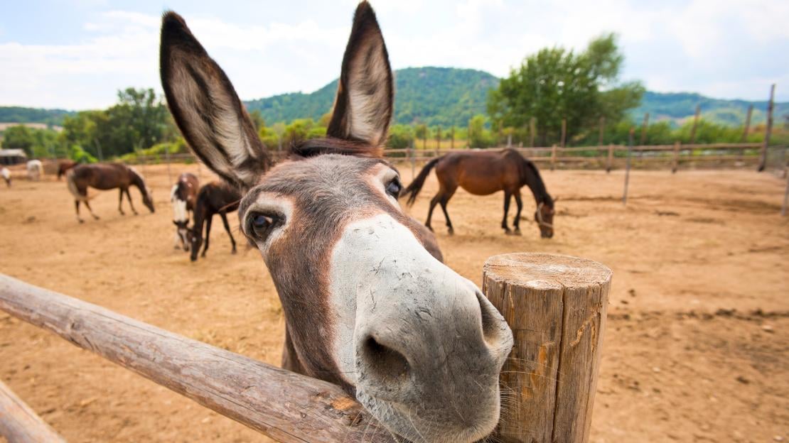 250+ Donkey Names with Cute, Funny, and Popular Options 5 funny donkey names