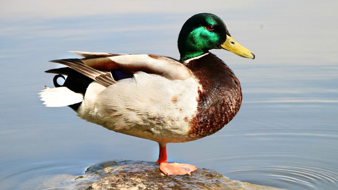 funny duck names