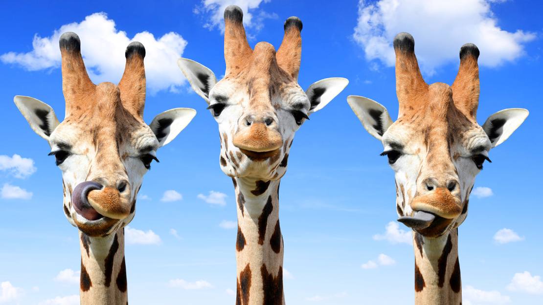 funny giraffe names