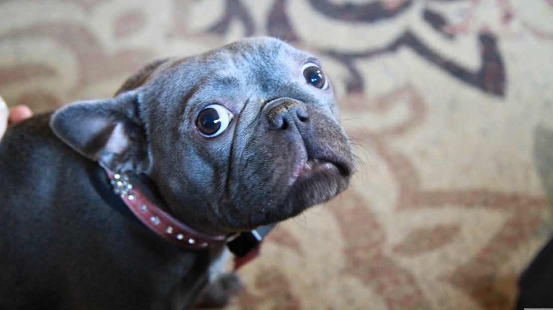 funny girl dog names