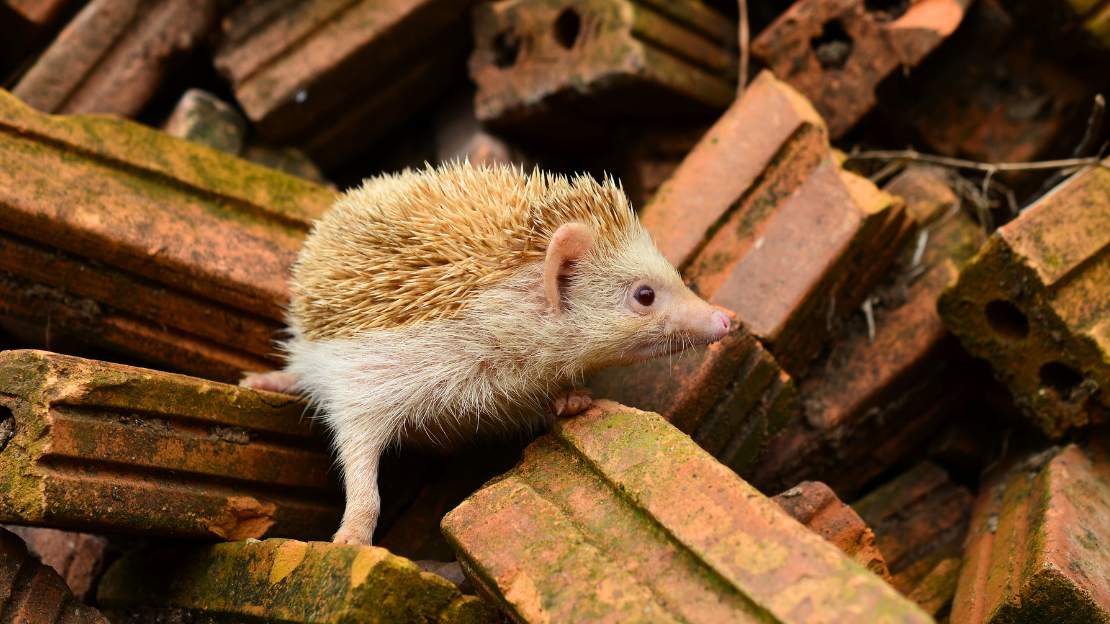 funny hedgehog names