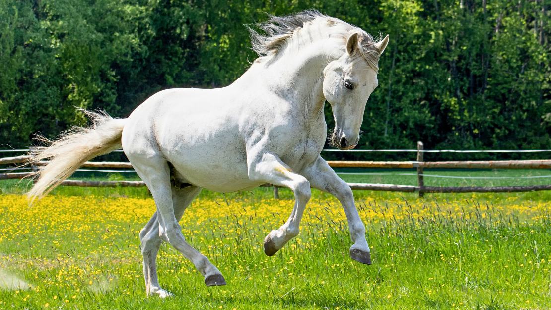 funny horse names