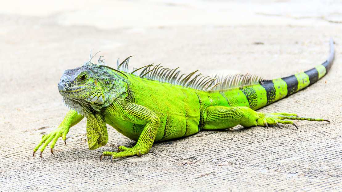 funny iguana names