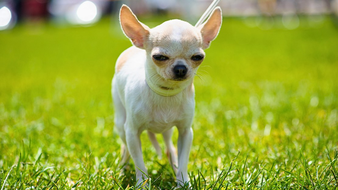 funny male dog names