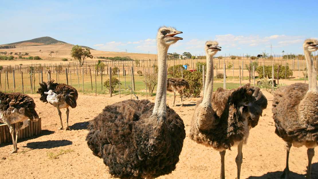 funny ostrich names