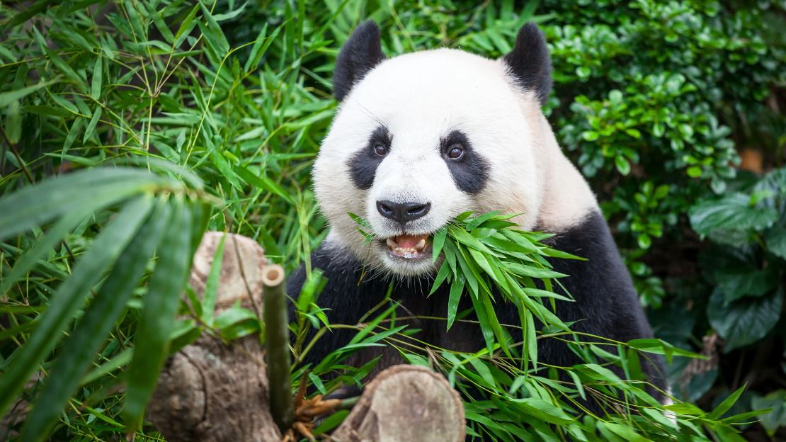 Panda Names Ideas (Cute, Aesthetic, Funny, Cultural & Personality-Based) 4 funny panda names