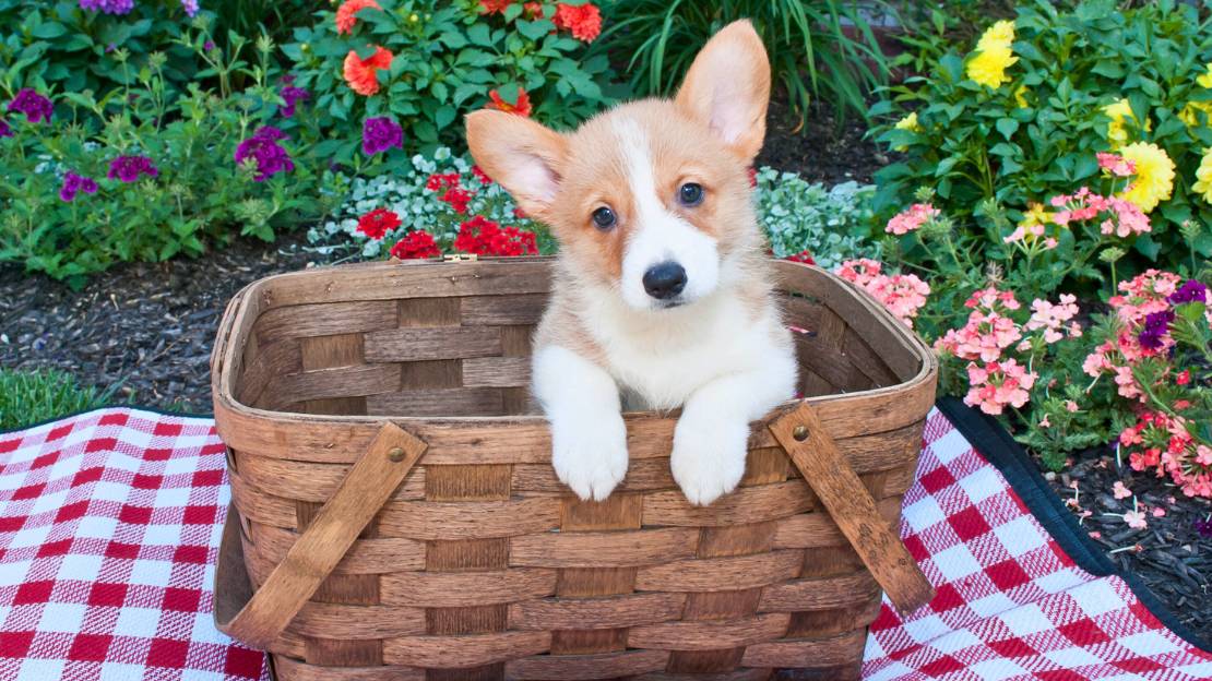 funny puppy girl names