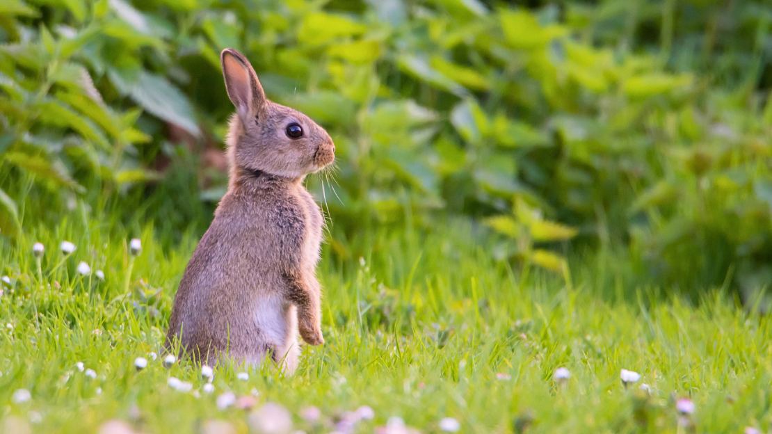 funny rabbit names