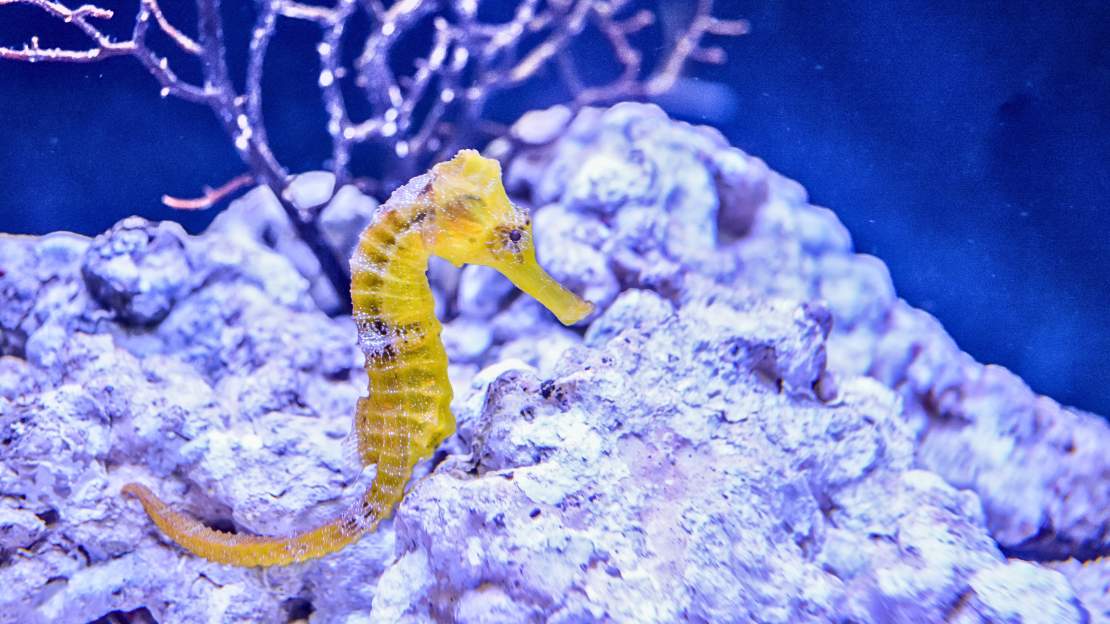 294+ Seahorse Names with Mythical, Scientific, Funny, and Multilingual Choices 8 funny seahorse names
