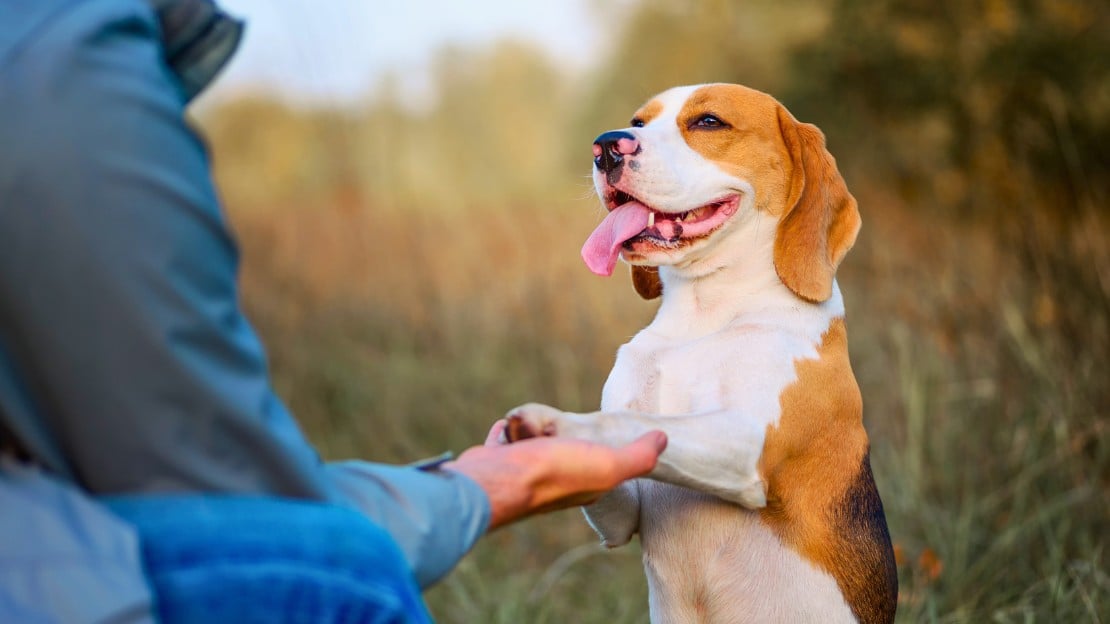 funny small dog names