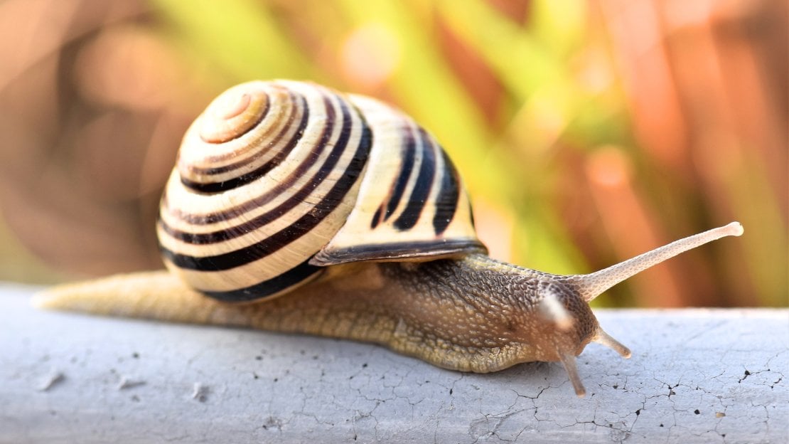 funny snail names