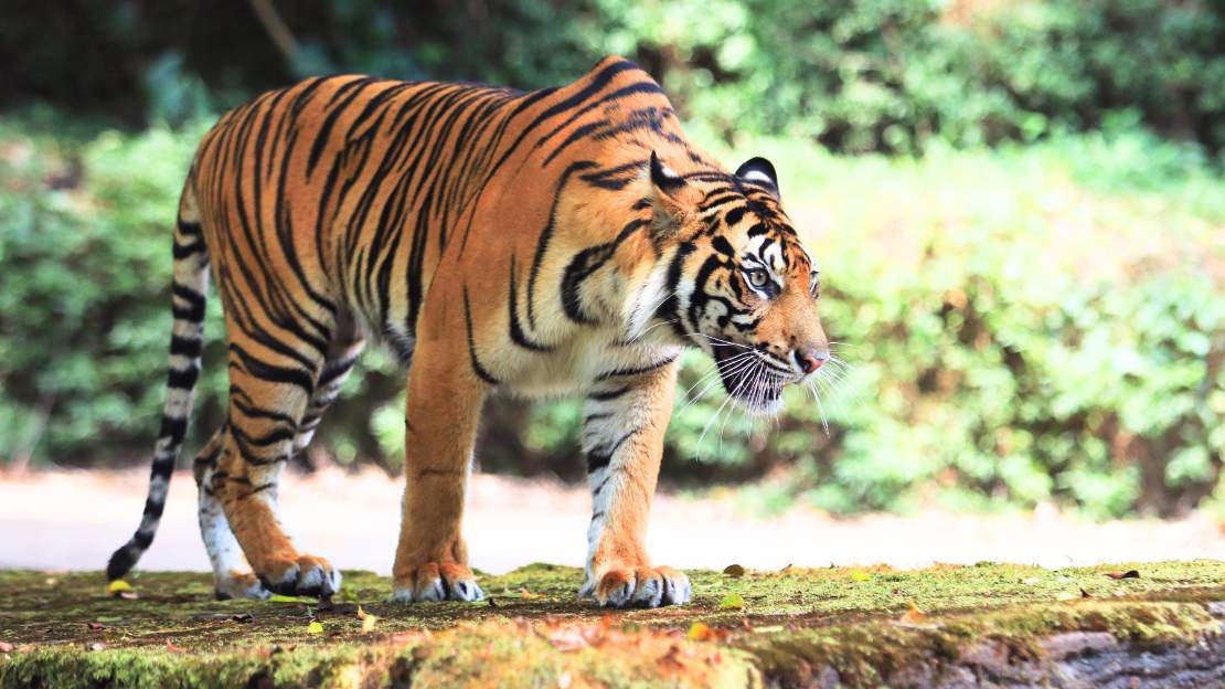 280+ Tiger Names: Cool, Famous, and Mythological Titles 4 funny tiger names