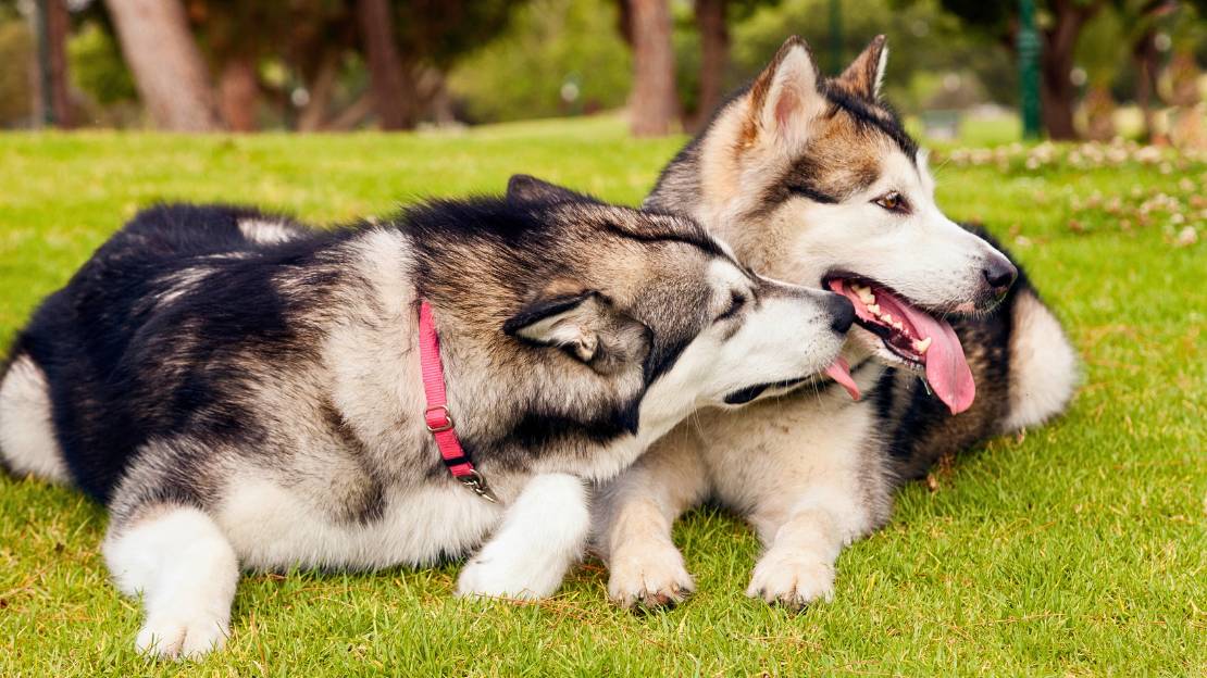 gangster dog names girl