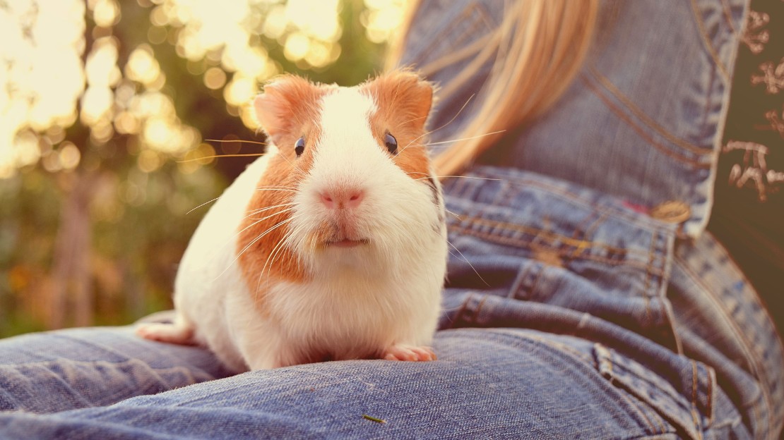 185+ Guinea Pig Names (Cute, Aesthetic, Funny & Meaningful Ideas by Vibe) 10 girl guinea pig names
