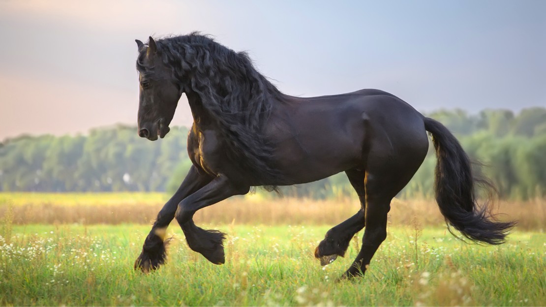 girl horse names