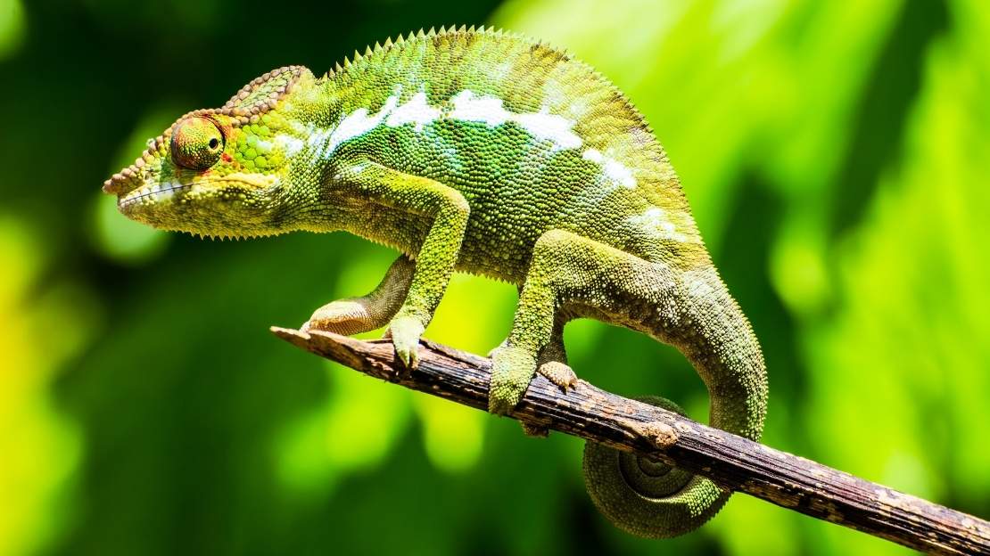 good chameleon names